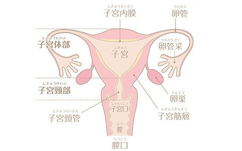 婦人科検診の精密検査ならさくら医院